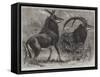 Sable Antelope from Southern Africa-null-Framed Stretched Canvas