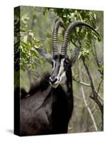 Sable Antelope (Hippotragus Niger), Kruger National Park, South Africa, Africa-null-Stretched Canvas