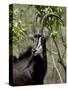 Sable Antelope (Hippotragus Niger), Kruger National Park, South Africa, Africa-null-Stretched Canvas