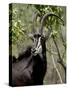 Sable Antelope (Hippotragus Niger), Kruger National Park, South Africa, Africa-null-Stretched Canvas