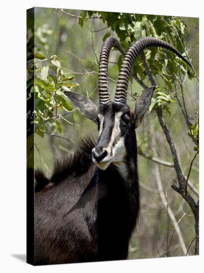 Sable Antelope (Hippotragus Niger), Kruger National Park, South Africa, Africa-null-Stretched Canvas