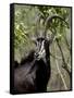 Sable Antelope (Hippotragus Niger), Kruger National Park, South Africa, Africa-null-Framed Stretched Canvas