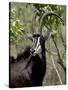 Sable Antelope (Hippotragus Niger), Kruger National Park, South Africa, Africa-null-Stretched Canvas