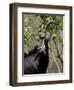 Sable Antelope (Hippotragus Niger), Kruger National Park, South Africa, Africa-null-Framed Photographic Print