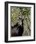 Sable Antelope (Hippotragus Niger), Kruger National Park, South Africa, Africa-null-Framed Photographic Print