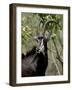 Sable Antelope (Hippotragus Niger), Kruger National Park, South Africa, Africa-null-Framed Photographic Print