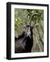 Sable Antelope (Hippotragus Niger), Kruger National Park, South Africa, Africa-null-Framed Photographic Print