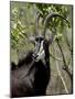 Sable Antelope (Hippotragus Niger), Kruger National Park, South Africa, Africa-null-Mounted Photographic Print