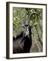 Sable Antelope (Hippotragus Niger), Kruger National Park, South Africa, Africa-null-Framed Photographic Print