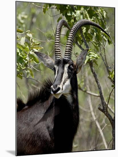 Sable Antelope (Hippotragus Niger), Kruger National Park, South Africa, Africa-null-Mounted Photographic Print