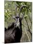 Sable Antelope (Hippotragus Niger), Kruger National Park, South Africa, Africa-null-Mounted Photographic Print