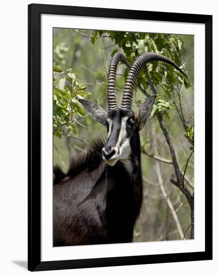 Sable Antelope (Hippotragus Niger), Kruger National Park, South Africa, Africa-null-Framed Photographic Print