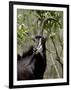 Sable Antelope (Hippotragus Niger), Kruger National Park, South Africa, Africa-null-Framed Photographic Print