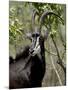 Sable Antelope (Hippotragus Niger), Kruger National Park, South Africa, Africa-null-Mounted Photographic Print