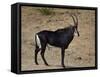 Sable Antelope (Hippotragus Niger), Male, Kruger National Park, South Africa, Africa-James Hager-Framed Stretched Canvas