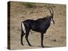 Sable Antelope (Hippotragus Niger), Male, Kruger National Park, South Africa, Africa-James Hager-Stretched Canvas