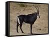 Sable Antelope (Hippotragus Niger), Male, Kruger National Park, South Africa, Africa-James Hager-Framed Stretched Canvas