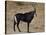 Sable Antelope (Hippotragus Niger), Male, Kruger National Park, South Africa, Africa-James Hager-Stretched Canvas