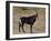 Sable Antelope (Hippotragus Niger), Male, Kruger National Park, South Africa, Africa-James Hager-Framed Photographic Print