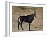 Sable Antelope (Hippotragus Niger), Male, Kruger National Park, South Africa, Africa-James Hager-Framed Photographic Print