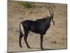 Sable Antelope (Hippotragus Niger), Male, Kruger National Park, South Africa, Africa-James Hager-Mounted Photographic Print