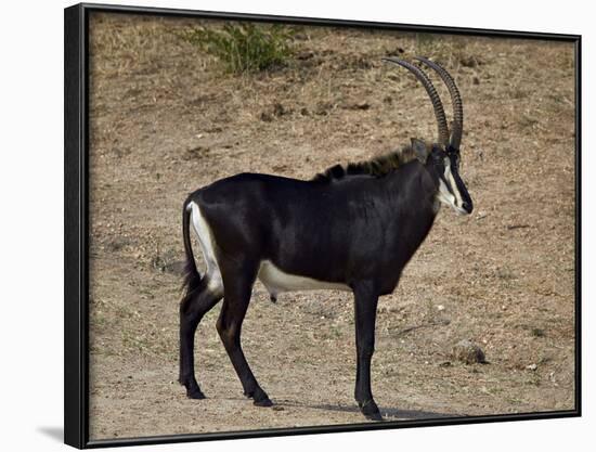 Sable Antelope (Hippotragus Niger), Male, Kruger National Park, South Africa, Africa-James Hager-Framed Photographic Print