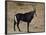 Sable Antelope (Hippotragus Niger), Male, Kruger National Park, South Africa, Africa-James Hager-Framed Photographic Print