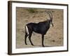 Sable Antelope (Hippotragus Niger), Male, Kruger National Park, South Africa, Africa-James Hager-Framed Photographic Print