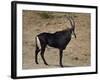 Sable Antelope (Hippotragus Niger), Male, Kruger National Park, South Africa, Africa-James Hager-Framed Photographic Print