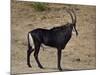 Sable Antelope (Hippotragus Niger), Male, Kruger National Park, South Africa, Africa-James Hager-Mounted Photographic Print