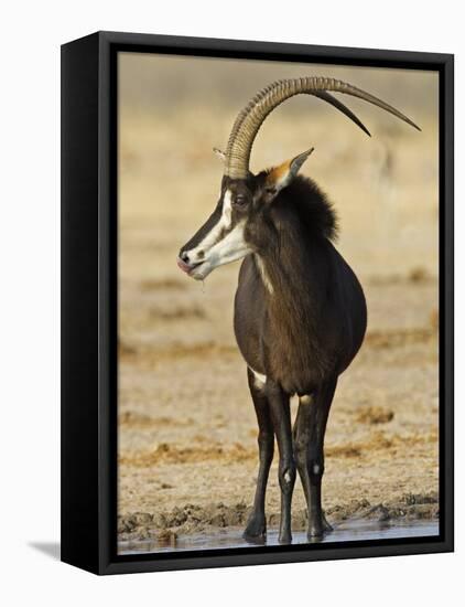 Sable Antelope, Male at Drinking Hole, Namibia-Tony Heald-Framed Stretched Canvas