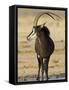 Sable Antelope, Male at Drinking Hole, Namibia-Tony Heald-Framed Stretched Canvas