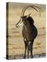 Sable Antelope, Male at Drinking Hole, Namibia-Tony Heald-Stretched Canvas