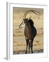 Sable Antelope, Male at Drinking Hole, Namibia-Tony Heald-Framed Photographic Print