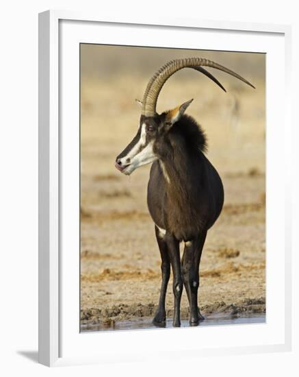 Sable Antelope, Male at Drinking Hole, Namibia-Tony Heald-Framed Photographic Print