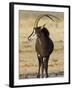 Sable Antelope, Male at Drinking Hole, Namibia-Tony Heald-Framed Photographic Print