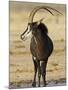 Sable Antelope, Male at Drinking Hole, Namibia-Tony Heald-Mounted Photographic Print