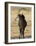 Sable Antelope, Male at Drinking Hole, Namibia-Tony Heald-Framed Photographic Print