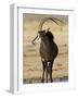 Sable Antelope, Male at Drinking Hole, Namibia-Tony Heald-Framed Photographic Print