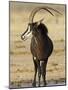 Sable Antelope, Male at Drinking Hole, Namibia-Tony Heald-Mounted Photographic Print