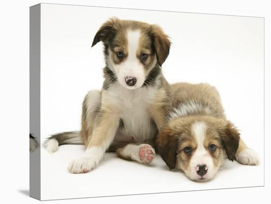 Sable Border Collie Puppies Lying-Mark Taylor-Stretched Canvas