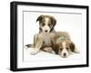 Sable Border Collie Puppies Lying-Mark Taylor-Framed Photographic Print