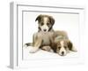 Sable Border Collie Puppies Lying-Mark Taylor-Framed Photographic Print