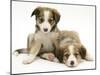 Sable Border Collie Puppies Lying-Mark Taylor-Mounted Photographic Print