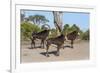 Sable (Hippotragus niger), Chobe National Park, Botswana, Africa-Ann and Steve Toon-Framed Photographic Print