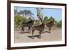 Sable (Hippotragus niger), Chobe National Park, Botswana, Africa-Ann and Steve Toon-Framed Photographic Print