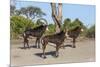 Sable (Hippotragus niger), Chobe National Park, Botswana, Africa-Ann and Steve Toon-Mounted Photographic Print