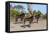 Sable (Hippotragus niger), Chobe National Park, Botswana, Africa-Ann and Steve Toon-Framed Stretched Canvas