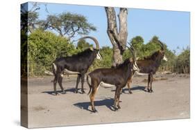 Sable (Hippotragus niger), Chobe National Park, Botswana, Africa-Ann and Steve Toon-Stretched Canvas