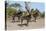 Sable (Hippotragus niger), Chobe National Park, Botswana, Africa-Ann and Steve Toon-Stretched Canvas